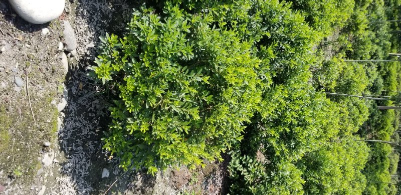 杜鹃球春鹃球80公分夏鹃球1米杜鹃球基地