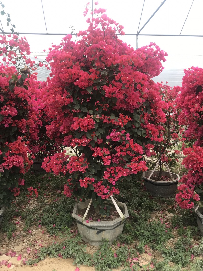三角梅同安红三角梅，四季红（勒杜鹃）等各种规格