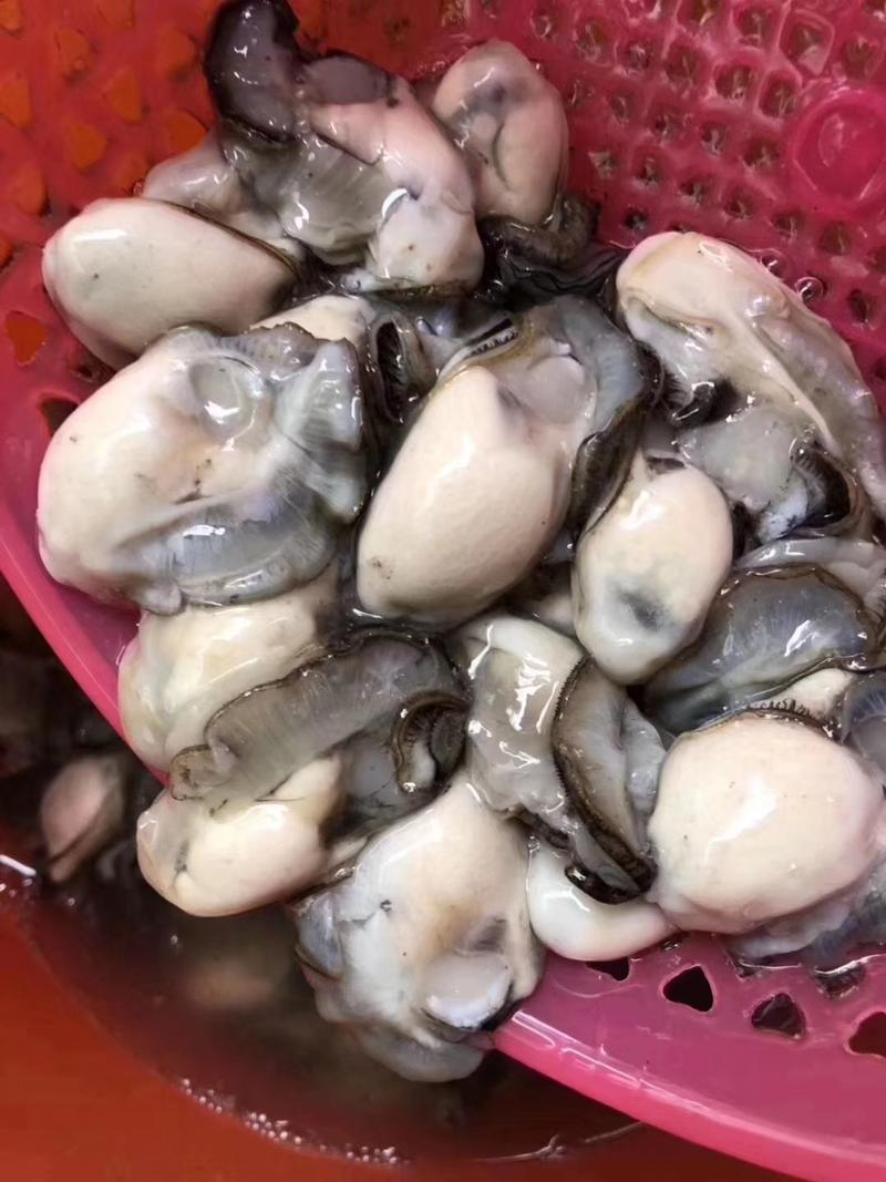 广东潮州深海蚝，全壳半壳全肉，一手货源价格便宜运费自理