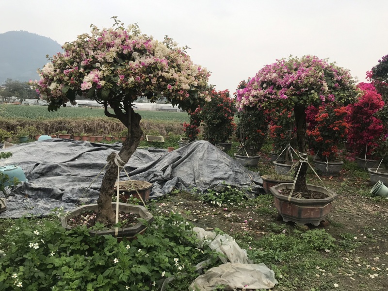 三角梅（勒杜鹃）多色三角梅，多色柱子各种各样规格