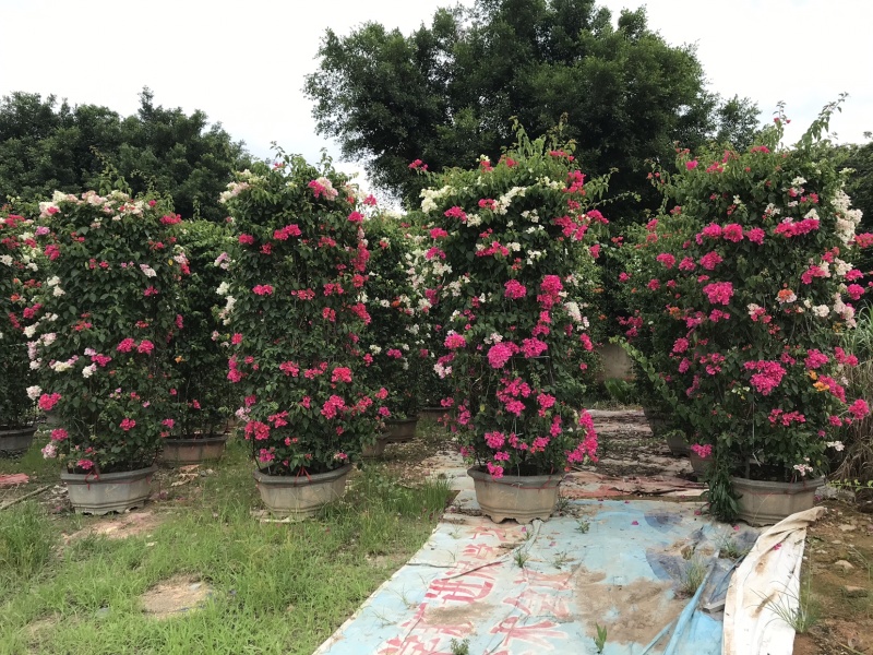 三角梅（勒杜鹃）多色三角梅，多色柱子各种各样规格