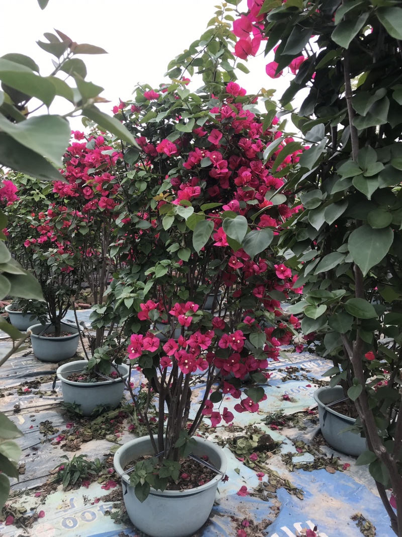 三角梅（勒杜鹃）多色三角梅，多色柱子各种各样规格