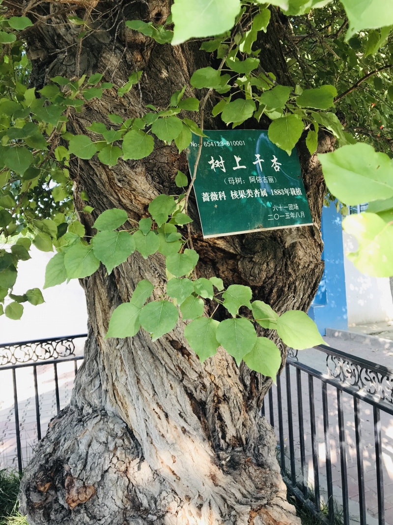 杏干