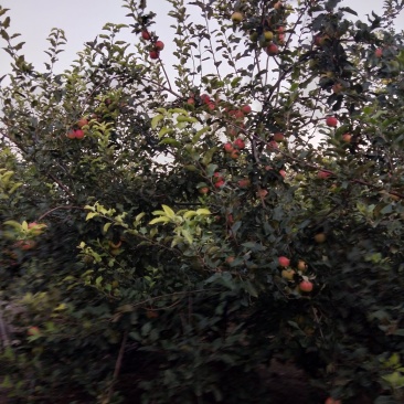 美八苹果