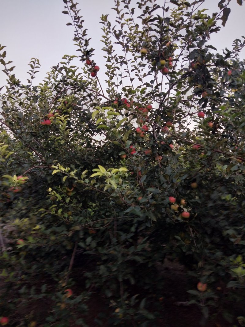 美八苹果