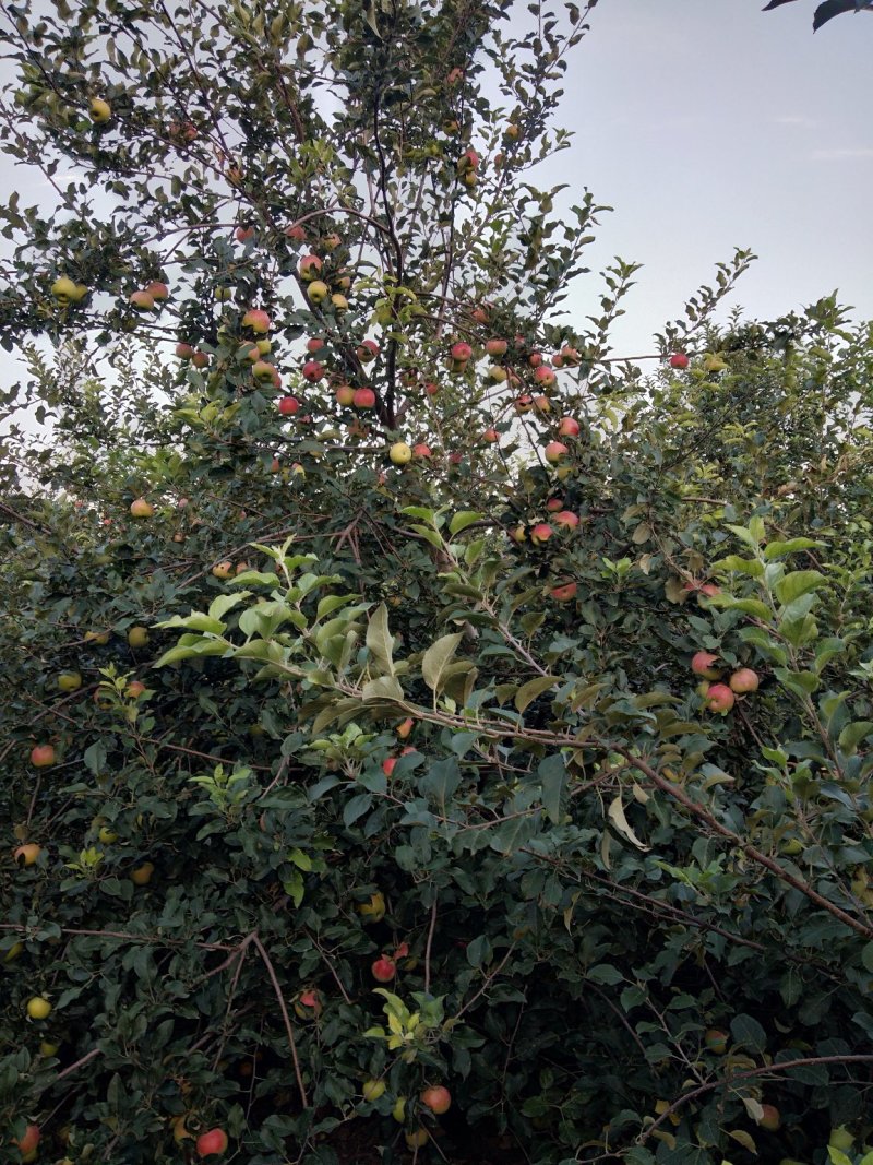 美八苹果