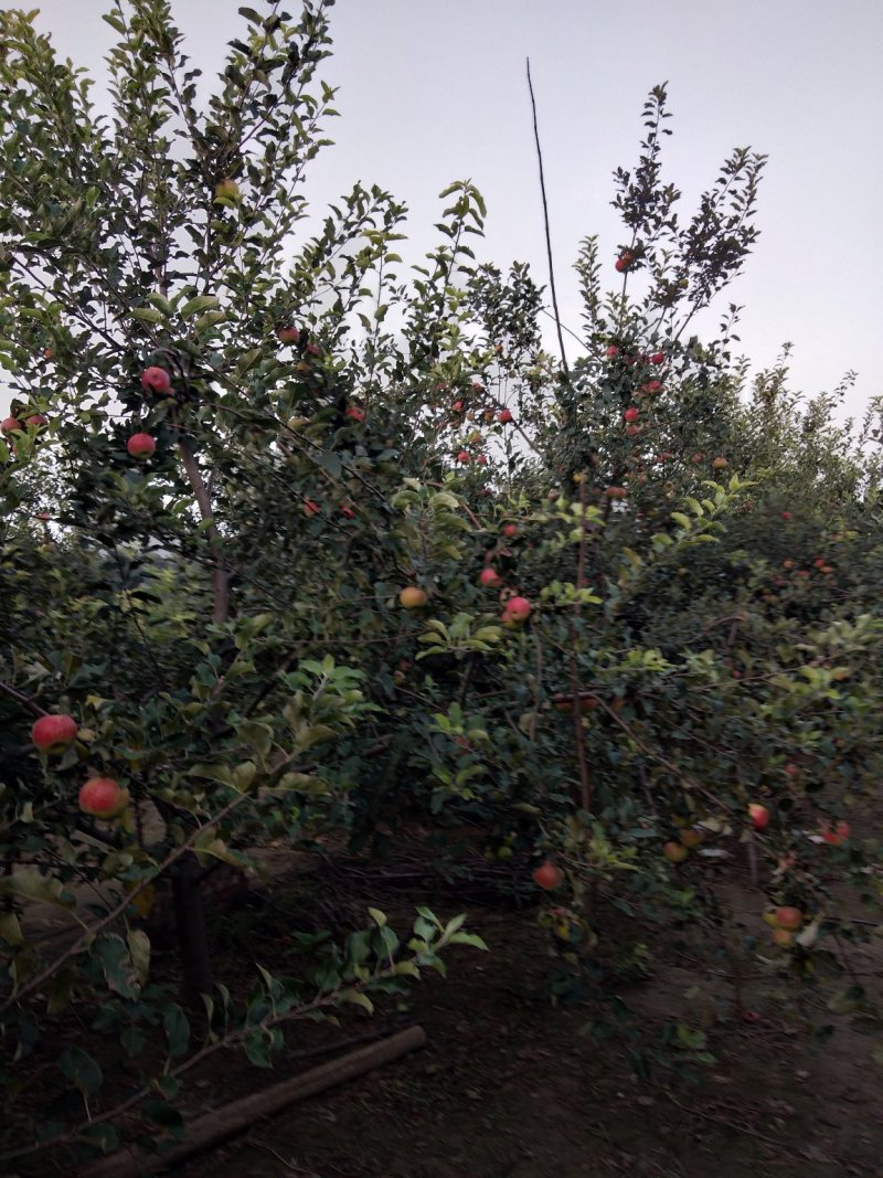 美八苹果