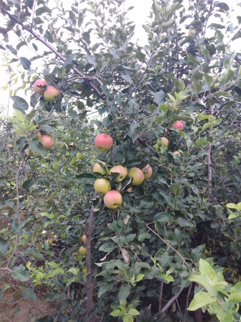 美八苹果