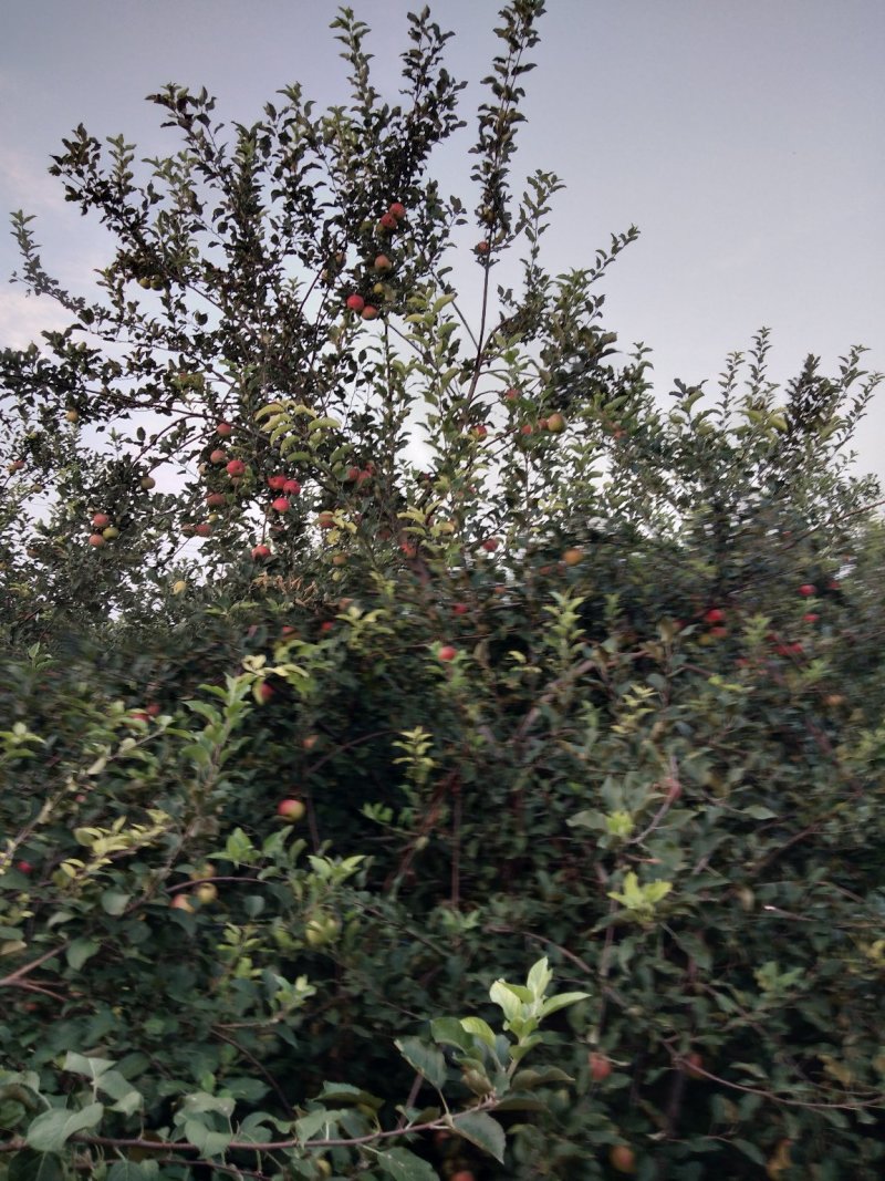 美八苹果