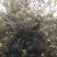 美八苹果