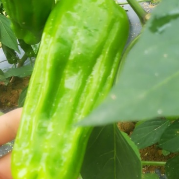 鲜辣椒