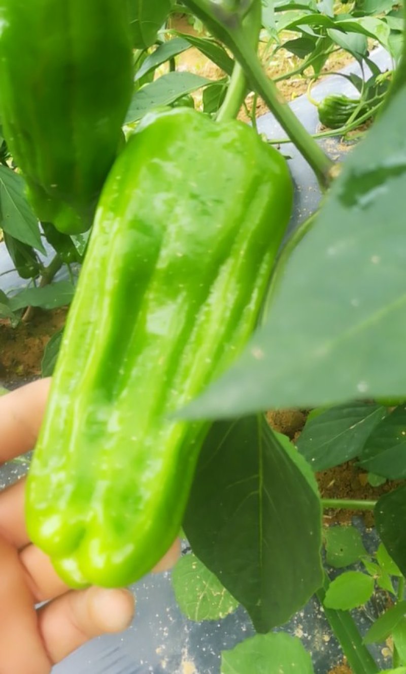鲜辣椒