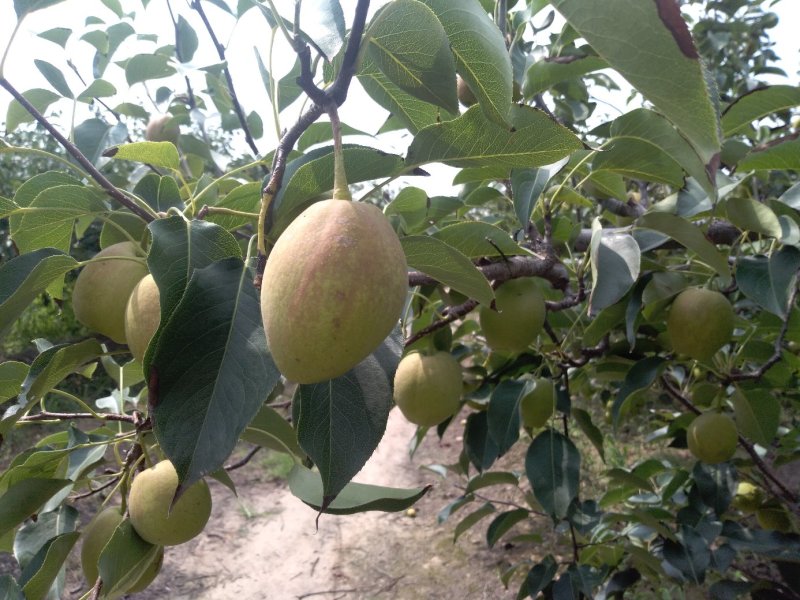 库尔勒香梨，新疆香梨