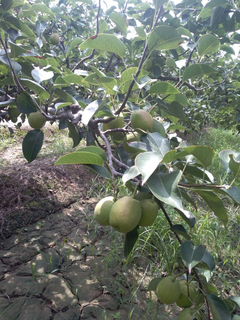 库尔勒香梨，新疆香梨