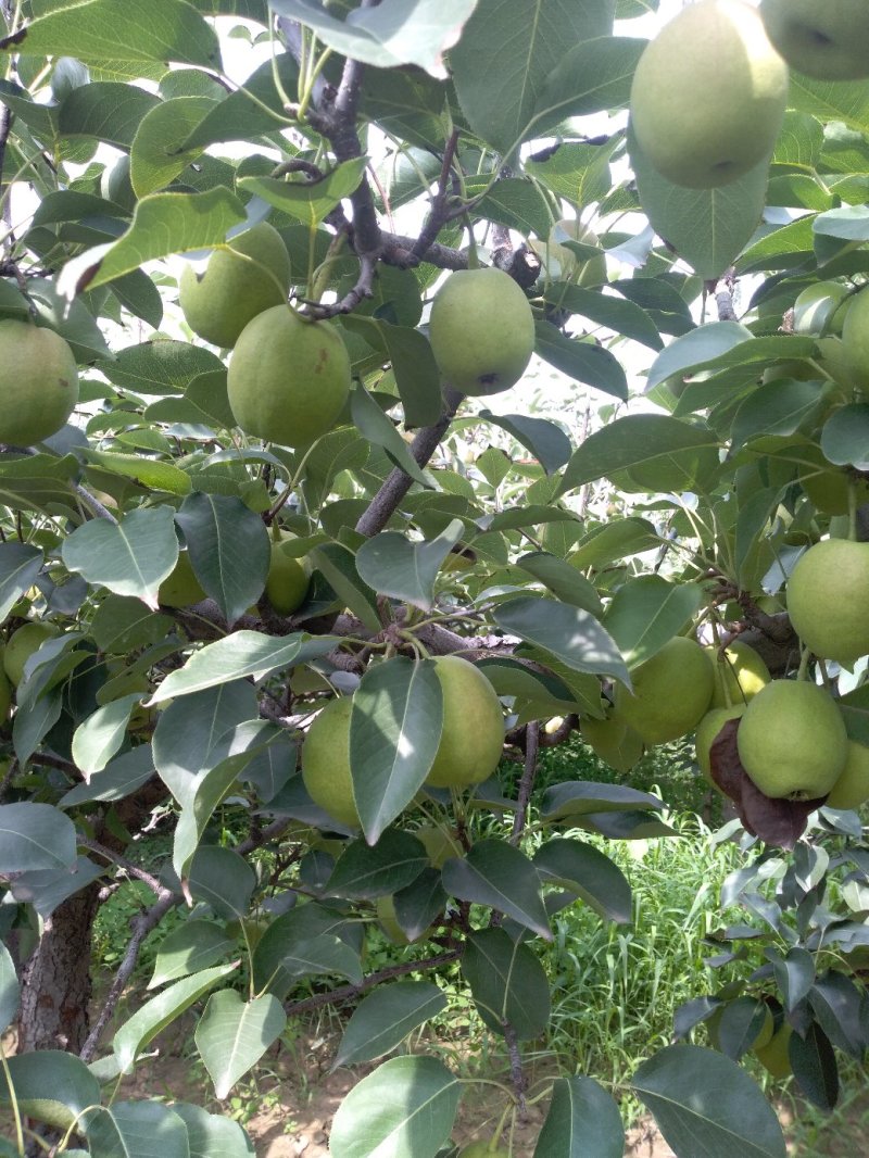 库尔勒香梨，新疆香梨