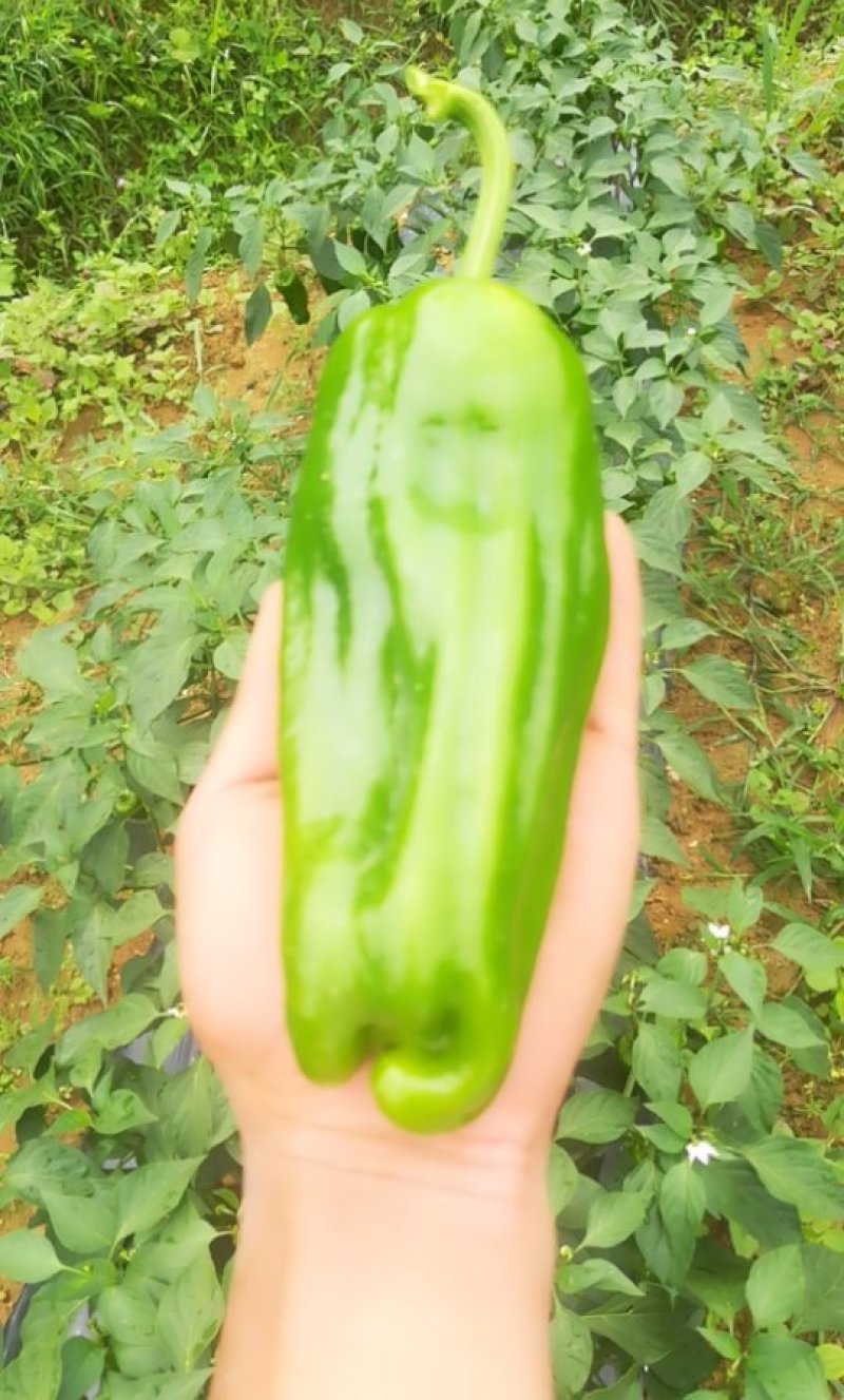 鲜辣椒