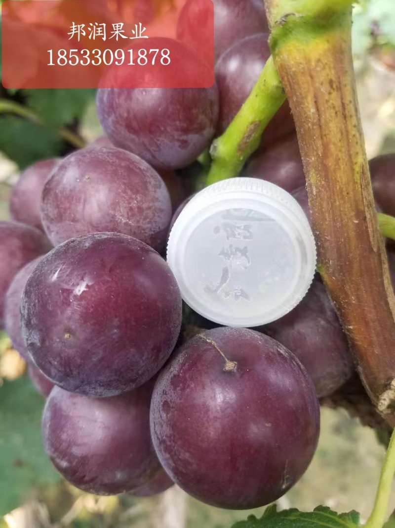 乒乓球葡萄滕稔葡萄大葡萄量大质优产地代办