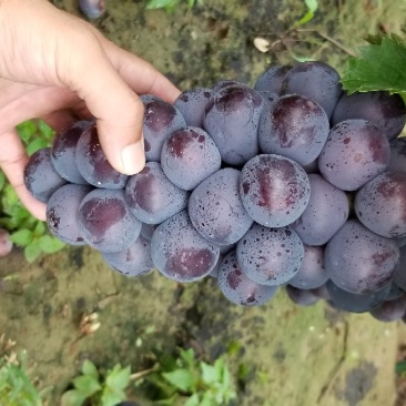 乒乓球葡萄滕稔葡萄大葡萄量大质优产地代办