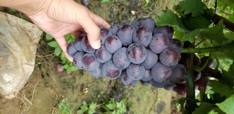乒乓球葡萄滕稔葡萄大葡萄量大质优产地代办