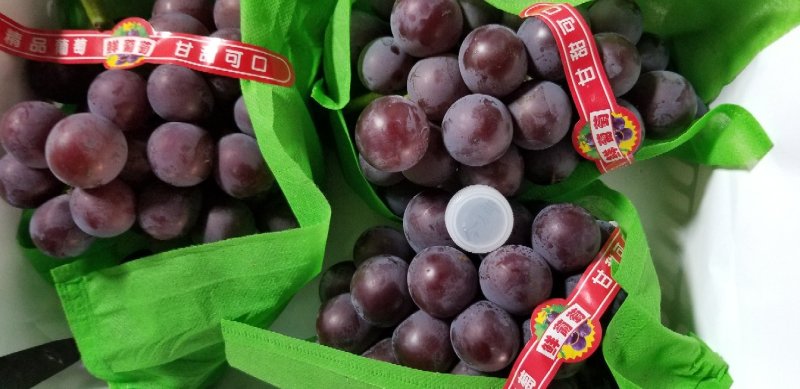 乒乓球葡萄滕稔葡萄大葡萄量大质优产地代办