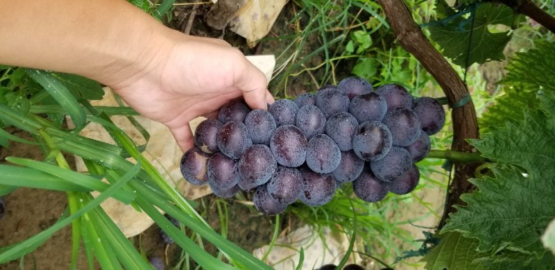 乒乓球葡萄滕稔葡萄大葡萄量大质优产地代办