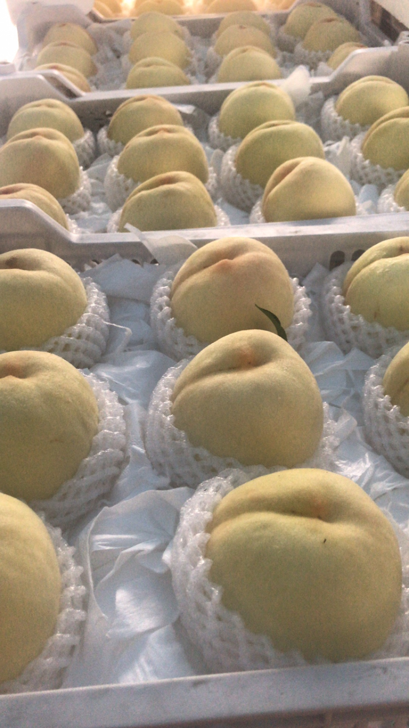 水蜜桃
