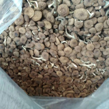 茶树菇