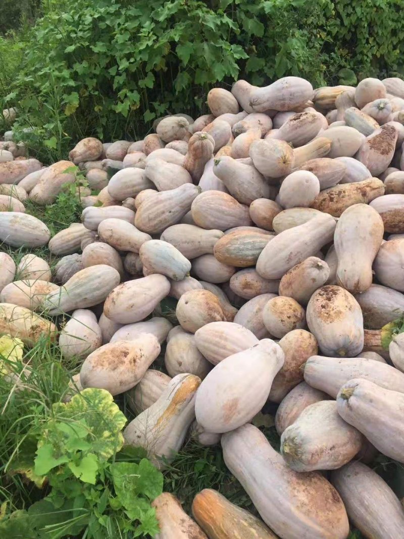 蜜本南瓜