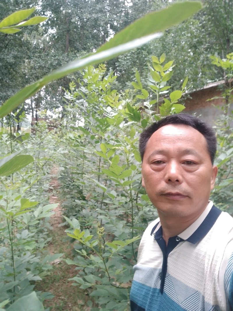 白蜡树苗大小苗8~10cm6~8cm