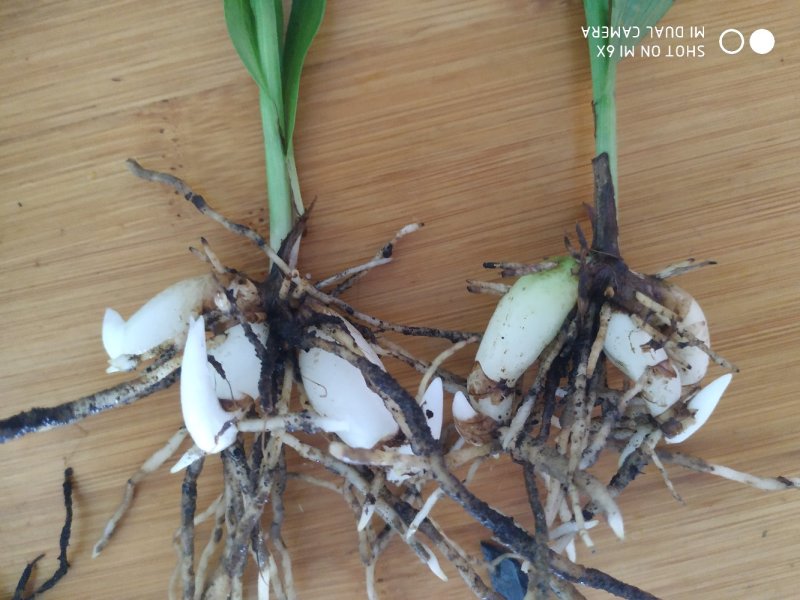 三叉白芨种苗包品种包成活包技术