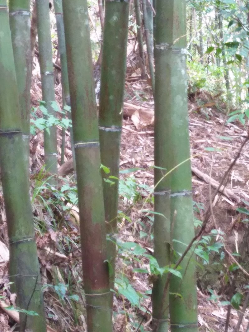苦竹，绿竹，招砍竹工人