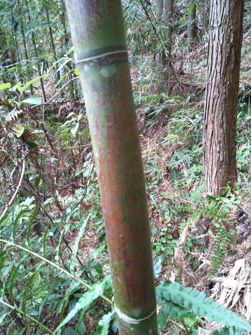 苦竹，绿竹，招砍竹工人