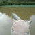 甲鱼苗