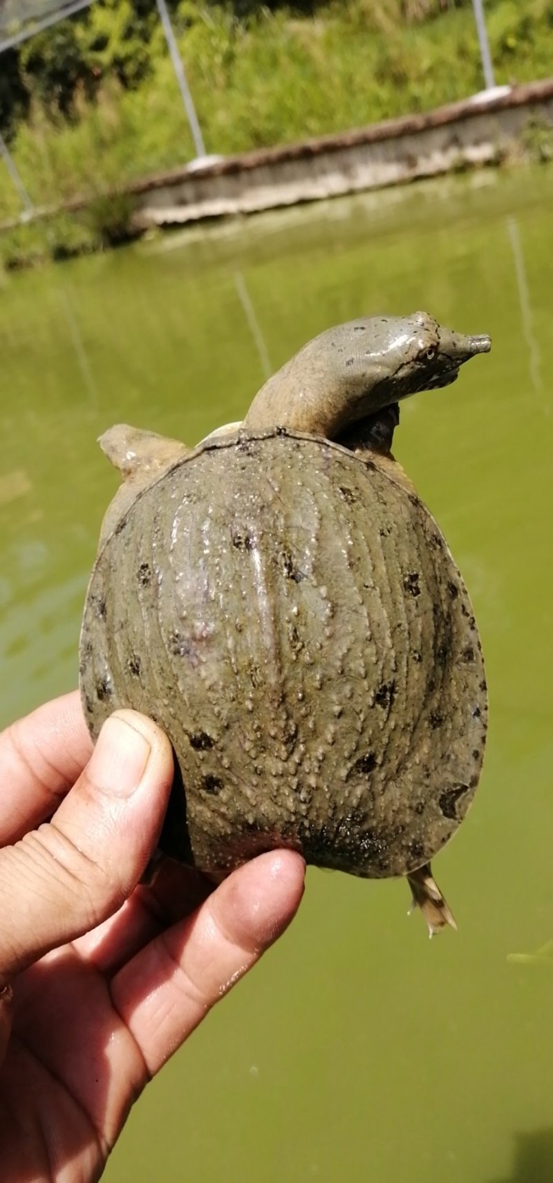 甲鱼苗
