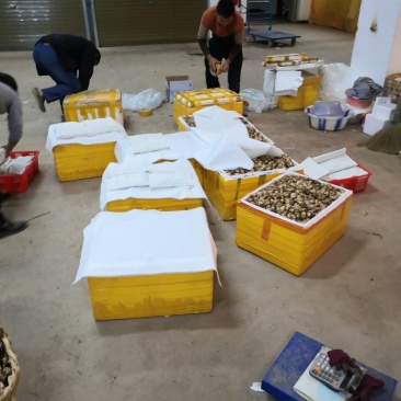 香格里拉新鲜松茸3-5cm产地一件代发批发包邮