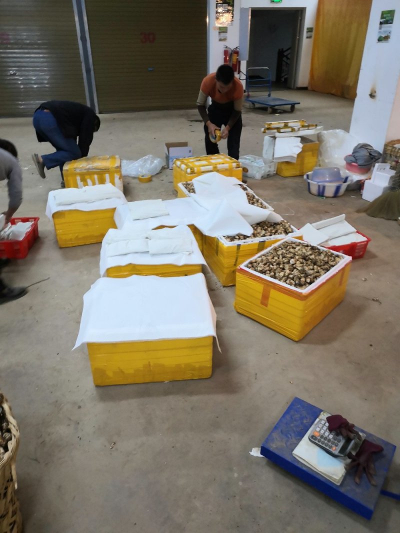 香格里拉新鲜松茸3-5cm产地一件代发批发包邮