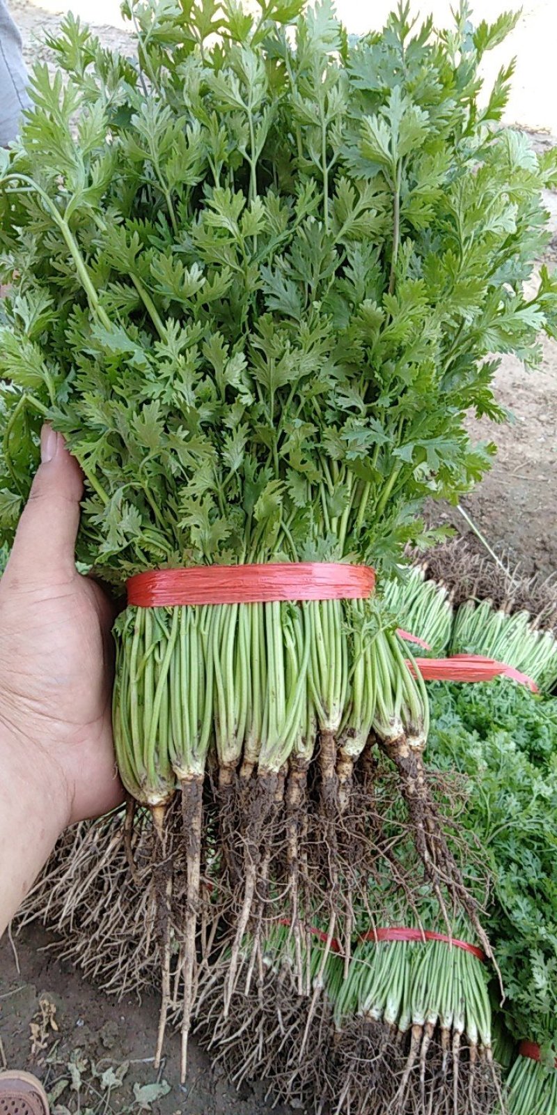 香菜，25一35公分