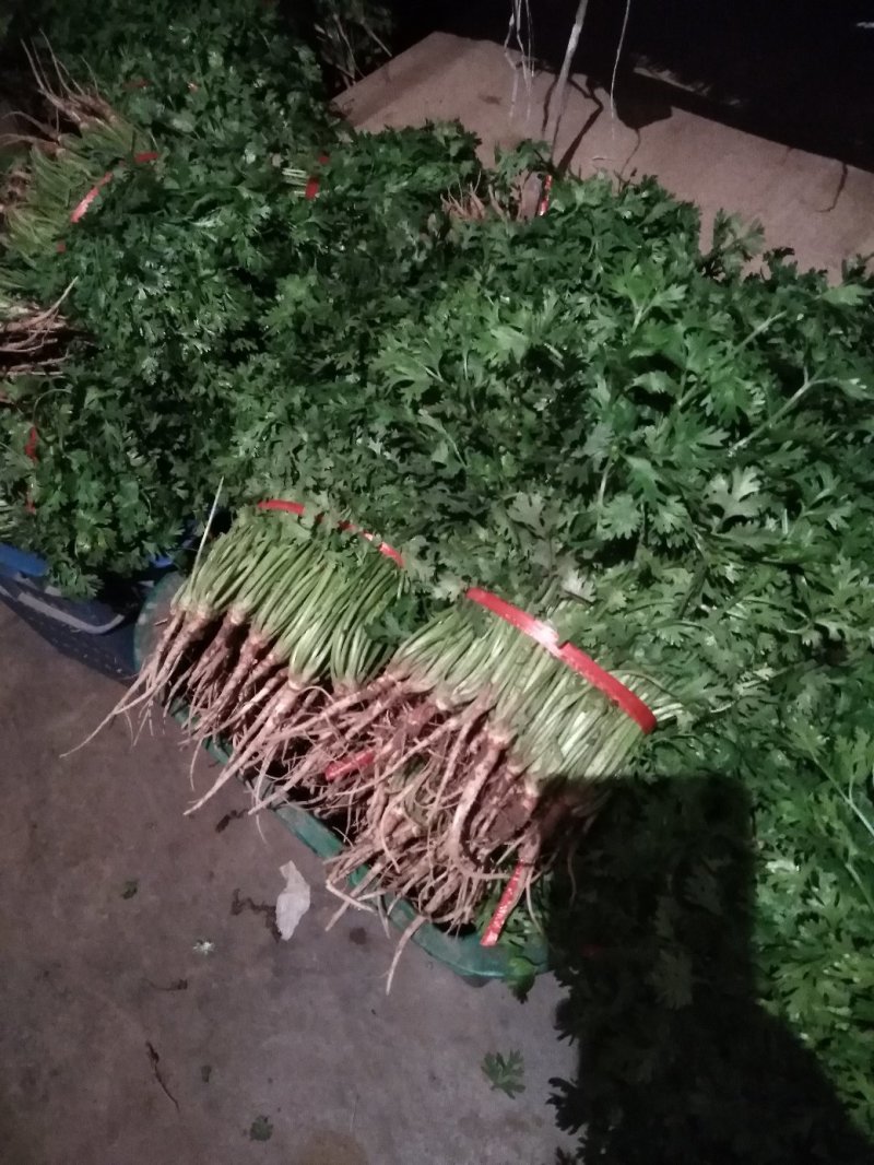 香菜，25一35公分