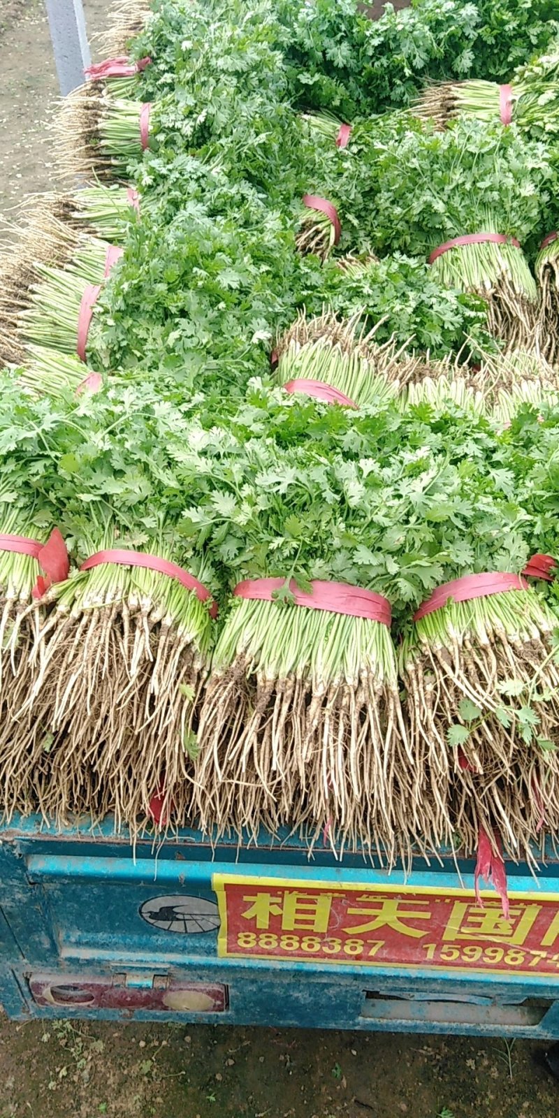 香菜，25一35公分
