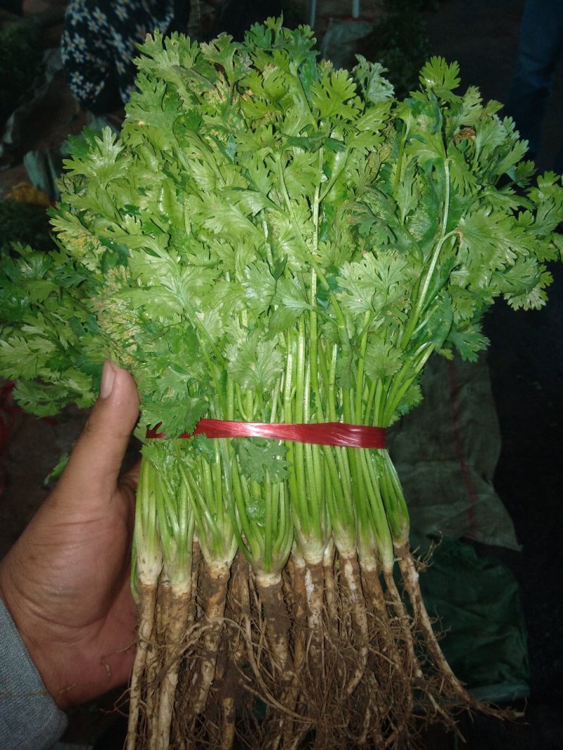 香菜，25一35公分