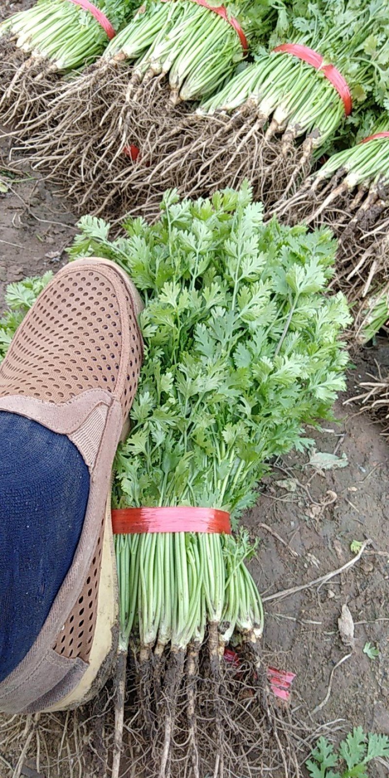 香菜，25一35公分