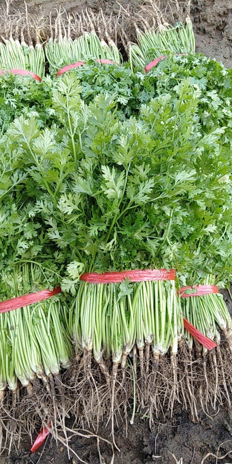香菜，25一35公分