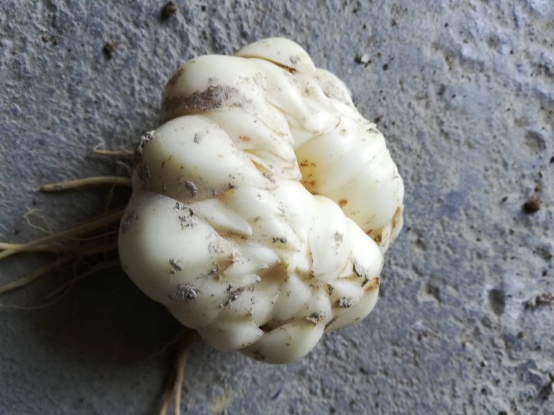 新鲜龙牙红带苦味的百合种植基地产地直销包邮