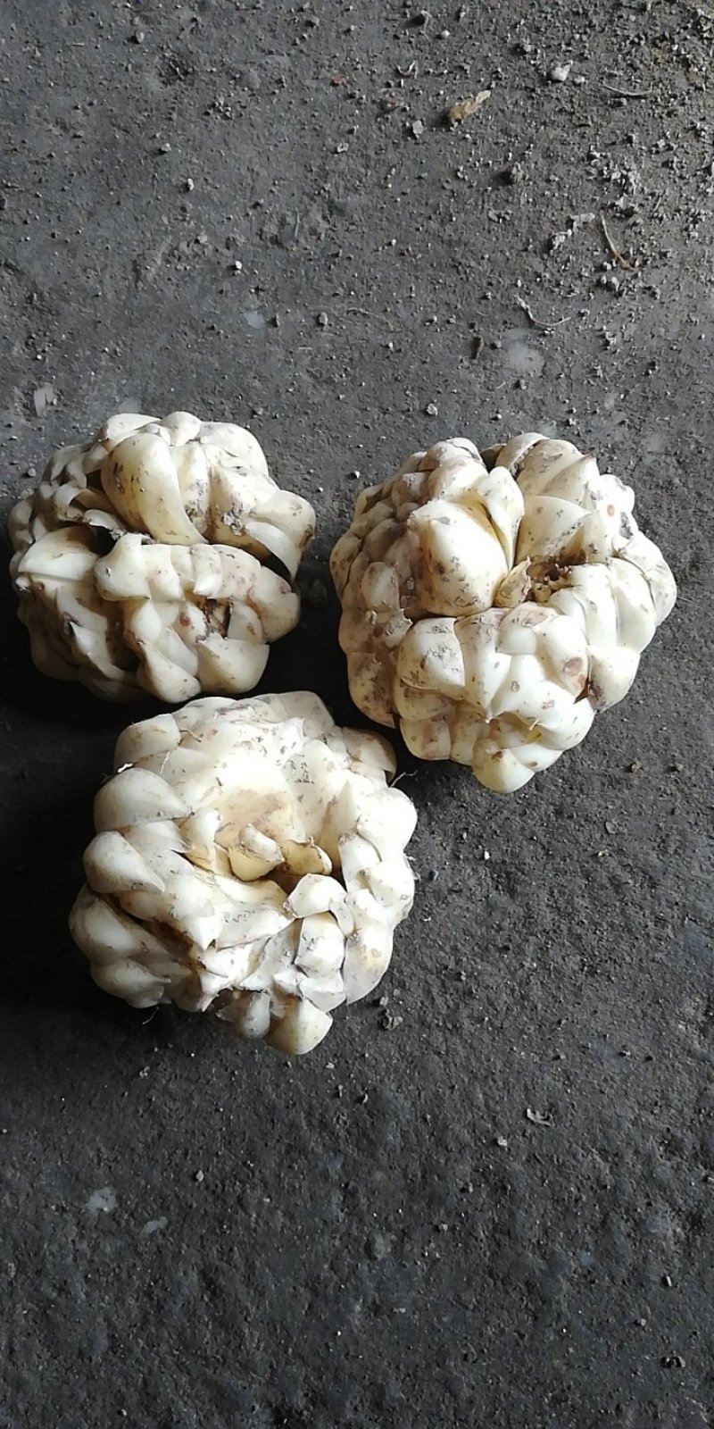 新鲜龙牙红带苦味的百合种植基地产地直销包邮