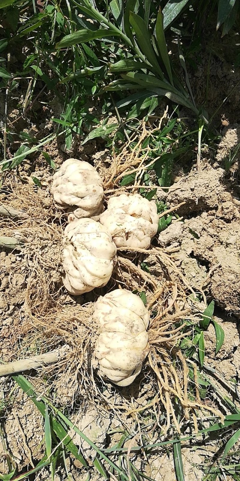 新鲜龙牙红带苦味的百合种植基地产地直销包邮