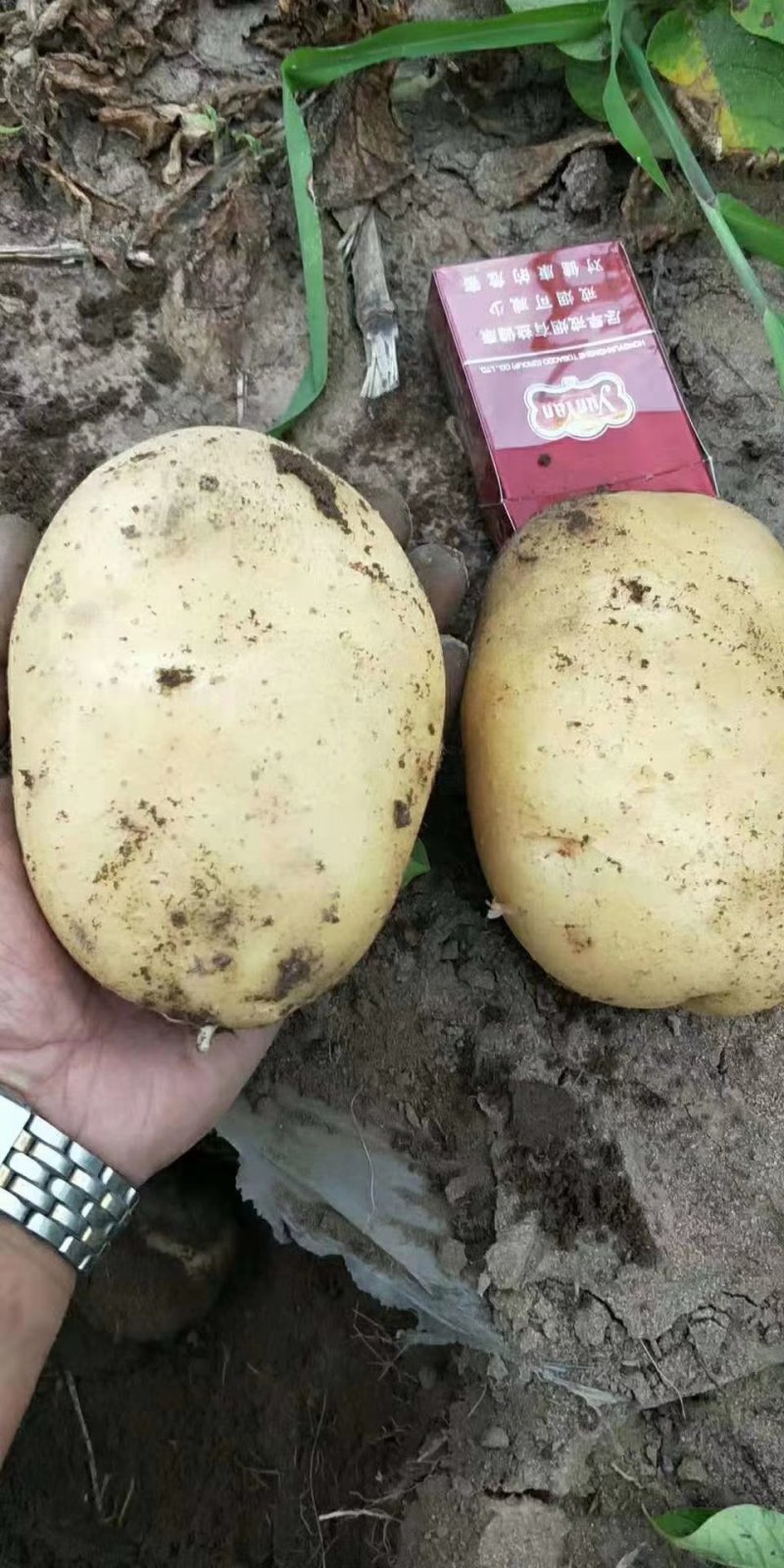 吉林扶余黄心土豆，产地直发，货源充足，保质保量