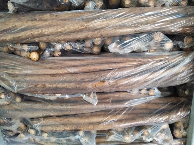 新鲜刚出土的牛蒡量大从优