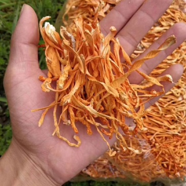 【包邮】虫草花干货正品天然新鲜金蛹北虫草特级孢子头