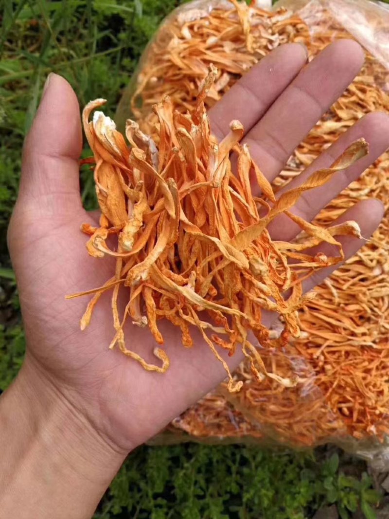 【包邮】虫草花干货正品天然新鲜金蛹北虫草特级孢子头
