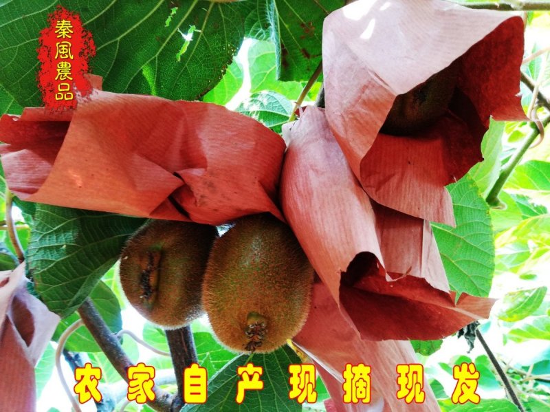 正宗陕西眉县徐香猕猴桃包邮一件代发电商对接私聊